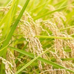 （販売開始）令和6年　新米ヒノヒカリ　25キロ　もみ米