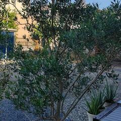 オリーブ の木 品種(ネバディロブランコ)