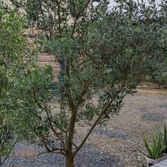 オリーブ の木 品種(ネバディロブランコ)