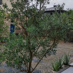 オリーブ の木 品種(ネバディロブランコ)