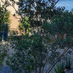 オリーブ の木 品種(ネバディロブランコ)