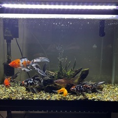 60センチ水槽、金魚