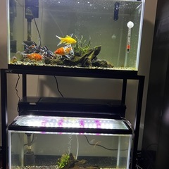 60センチ水槽、金魚