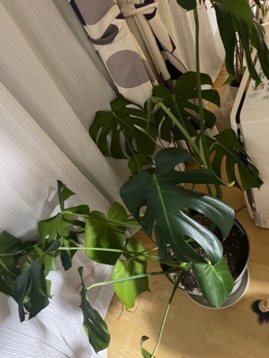 大型観葉植物 モンステラ 2鉢