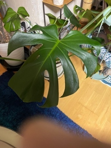 大型観葉植物 モンステラ 2鉢