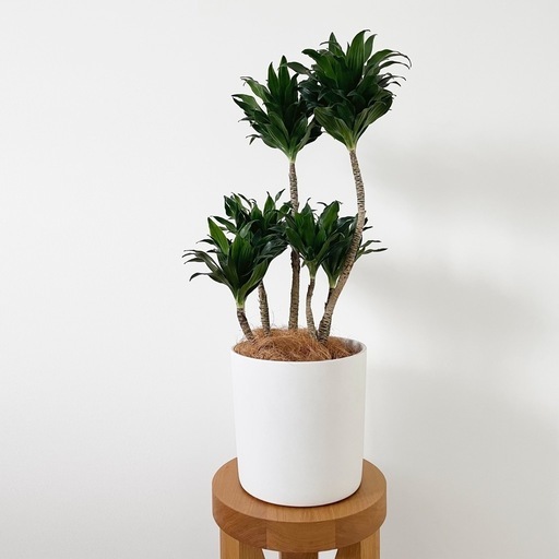 観葉植物 ドラセナ コンパクタ 60cm