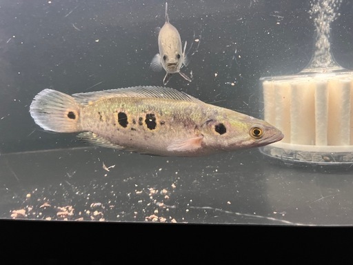 熱帯魚3匹