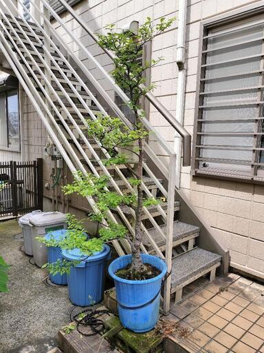 亡き祖父の樹齢数十年のエゴノキ（横浜の自宅まで引き取りに来られる方募集します。）