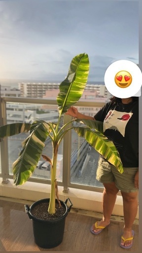 母植物斑入りバナナ ムサ　アエアエ