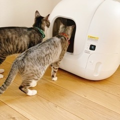 【新品】早い者勝ち！猫自動トイレPETKIT