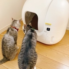 【新品】早い者勝ち！猫自動トイレPETKIT