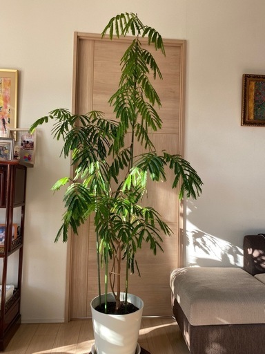 観葉植物　エバーフレッシュ　\nご希望の寸法にカット可能