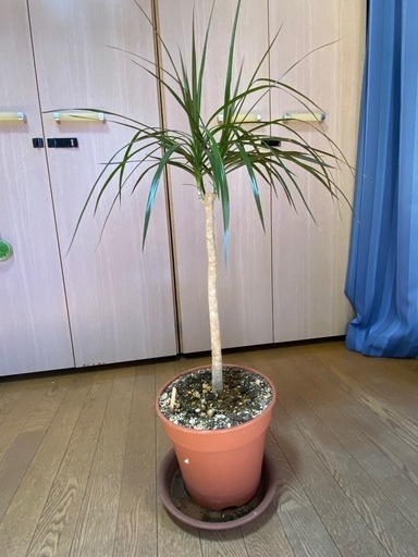 観葉植物 ドナセラレインボーNo.2