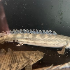 ポリプテルス・ビキール・ビキール①