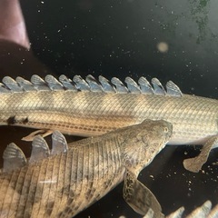 ポリプテルス・ビキール・ビキール①