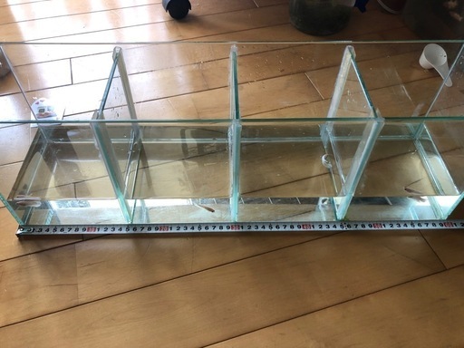 セパレート水槽(4部屋)にベタ5匹セット　おまけ付き