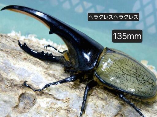ヘラクレスオオカブト 成虫  ペアset