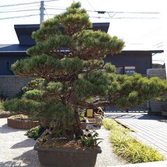 五葉松（特大サイズ） 存在感に圧倒される大きめの極上五葉松の盆栽を販売｜入門は盆栽妙