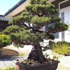 五葉松 大型盆栽