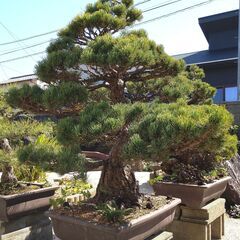 五葉松 大型盆栽