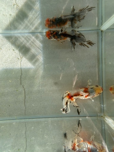 金魚