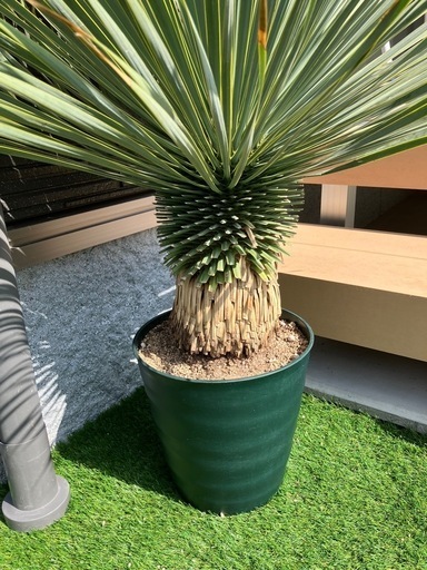 ユッカ ロストラータ 極太幹 ユッカ ロストラータ 極太幹 幹上がり ⑩