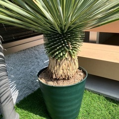 ユッカ　ロストラータ　極太幹