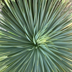 ユッカ　ロストラータ　極太幹