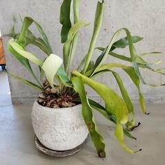 コウモリラン　ビカクシダ 大型 ビカクシダ（コウモリラン）超大型カッコいい!引き取り限定でお願いし