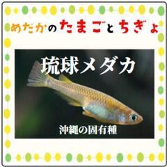 沖縄県の王華の中古が安い！激安で譲ります・無料であげます｜ジモティー 
