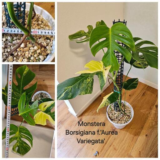 ☆sale☆モンステラオーレア ビカクシダ ラックベゴニア