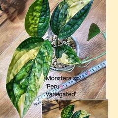 ★sale★モンステラオーレア　ビカクシダ　ラックベゴニア