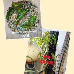 ★sale★モンステラオーレア　ビカクシダ　ラックベゴニア