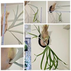 ★sale★モンステラオーレア　ビカクシダ　ラックベゴニア