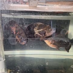 アクリル水槽1800x60x60