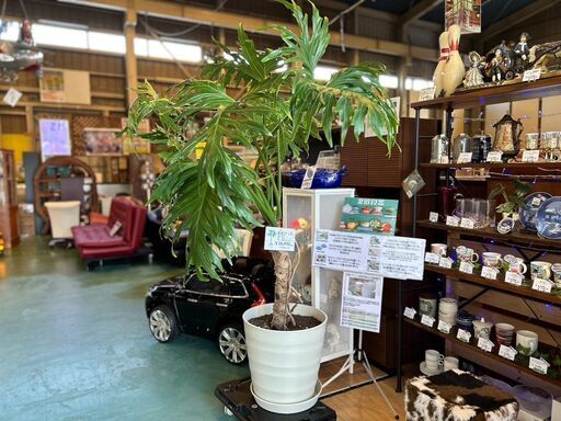 【愛品館八千代店】観葉植物　フィロデンドロン・セロウム