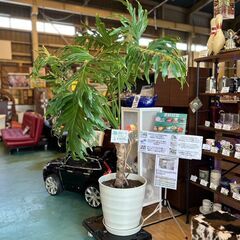 愛品館八千代店】観葉植物 フィロデンドロン・セロウム