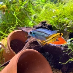 (完全別血統ペア・在庫ラスト)アピストグラマ アガシジィ ブルーフレーム 1Pr