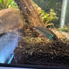 (完全別血統ペア・在庫ラスト)アピストグラマ アガシジィ ブルーフレーム 1Pr