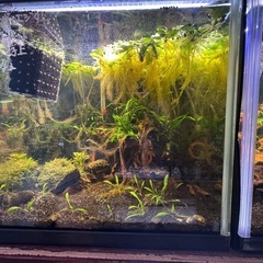 (完全別血統ペア・在庫ラスト)アピストグラマ アガシジィ ブルーフレーム 1Pr