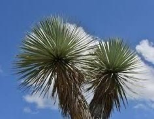 ユッカ ロストラータ 3頭 （樹高:約75cm）Mar17 ユッカ ロストラータ 