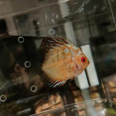 相談中】ディスカス水槽セット 生体&器材一式