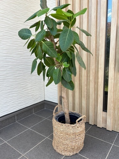 フィカス 観葉植物　広島県東広島市引渡し