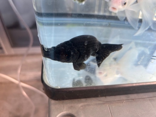 金魚