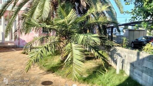 非常に耐寒性があるチリサケ椰子