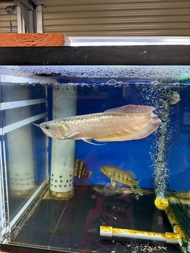 熱帯魚　シルバーアロワナ　ショートボディ
