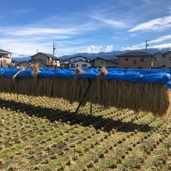 新米 令和6年収穫🌾　ハザ掛米『風さやか』玄米30kg