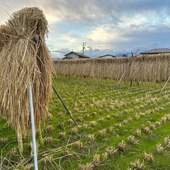 新米 令和6年収穫🌾　ハザ掛米『風さやか』玄米30kg