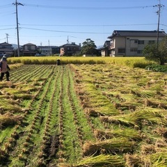 新米 令和6年収穫🌾　ハザ掛米『風さやか』玄米30kg