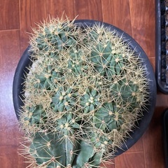 王冠竜モンスト サボテン 多肉植物 金鯱